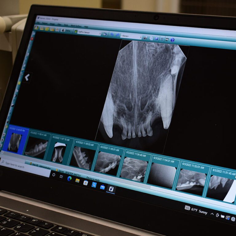 Pet Dental Radiology McKinney