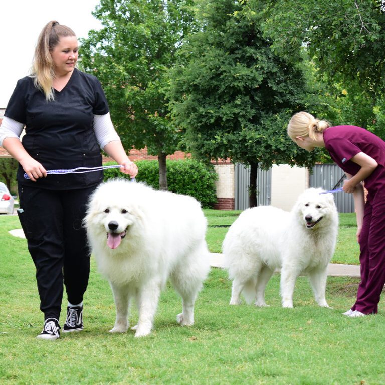 Pet Boarding McKinney TX