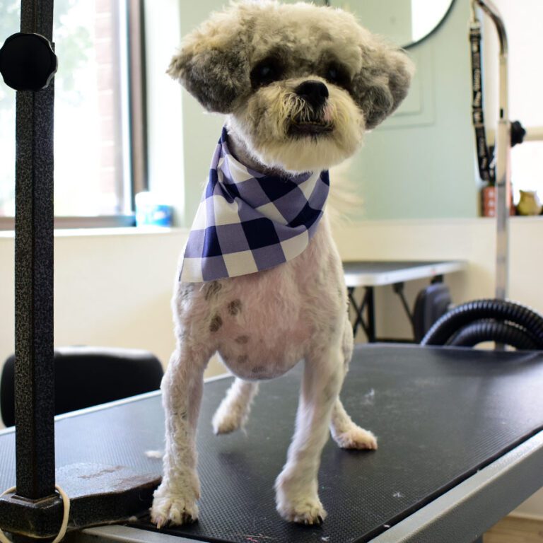 Pet Groomer McKinney TX