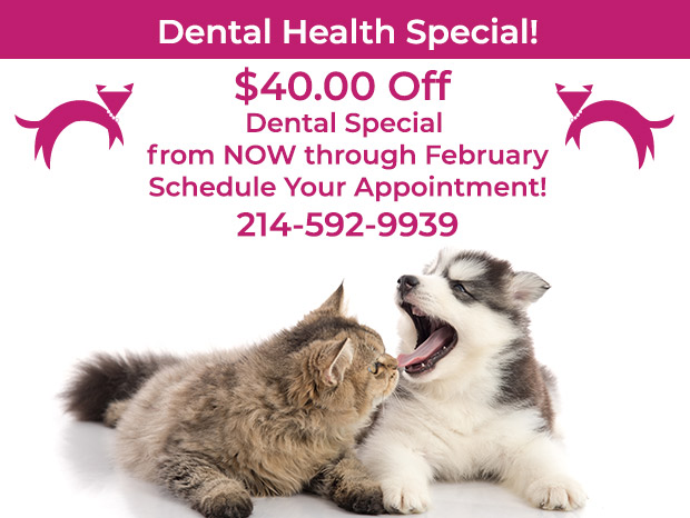 Dental Special Ad